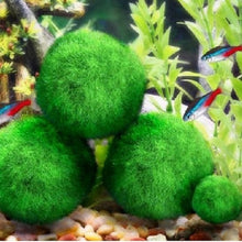 Load image into Gallery viewer, Aquarium Moss Ball Water Grass Shrimp Water Grass Balls - closestconvenience